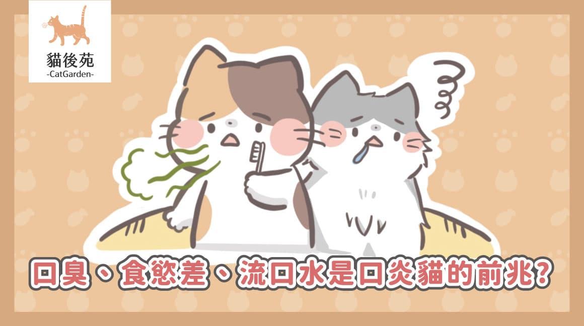 貓口炎完整指南 2026|口臭、流口水怎麼辦?症狀、治療費用與照護一次看