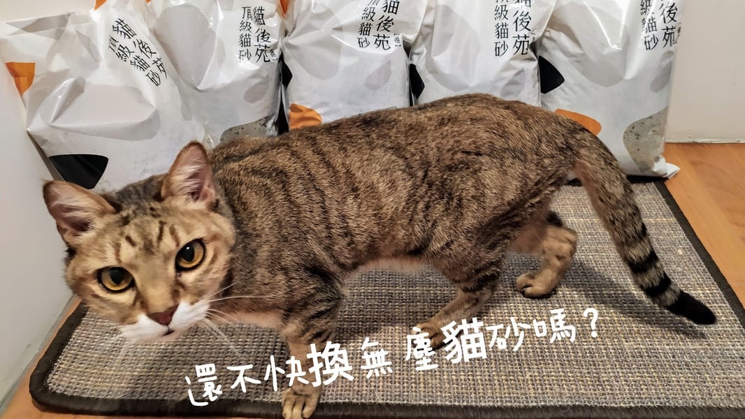 高 CP 值貓砂推薦｜Costco 貓砂與貓後苑礦砂、豆腐砂比較