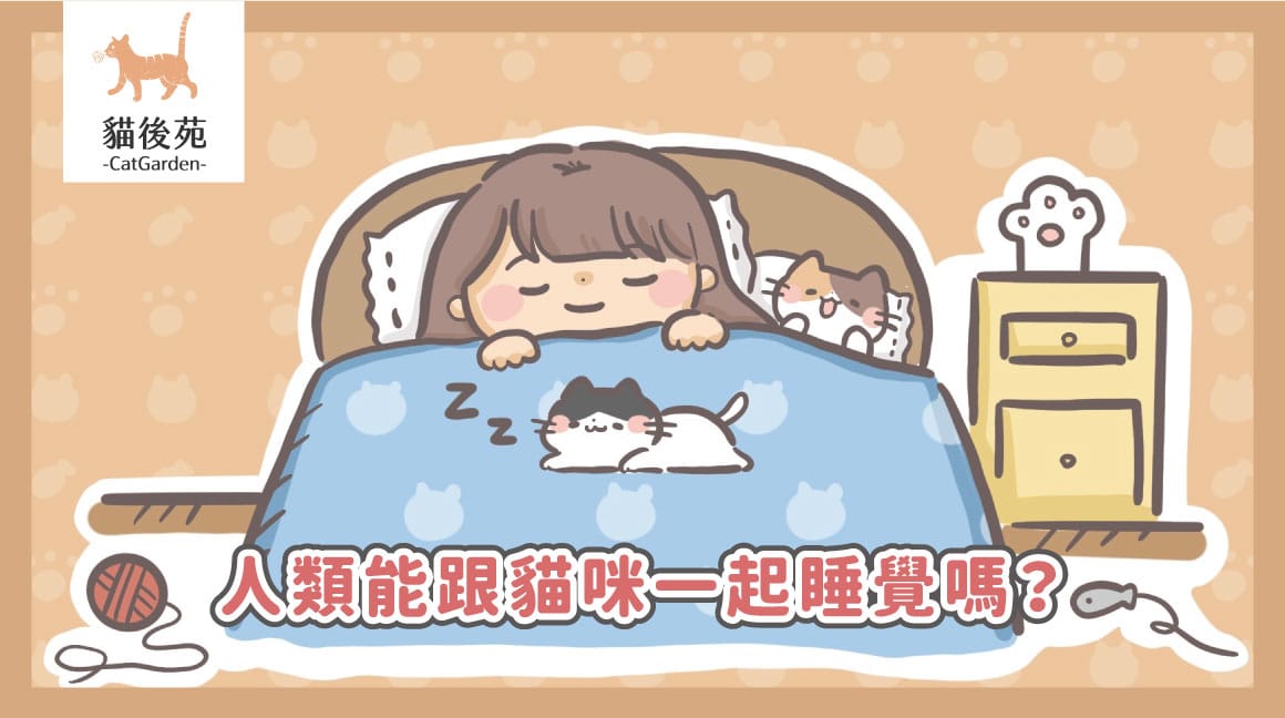 貓咪可以一起睡覺嗎？獸醫分析4大好處與注意事項，讓你安心與主子共眠