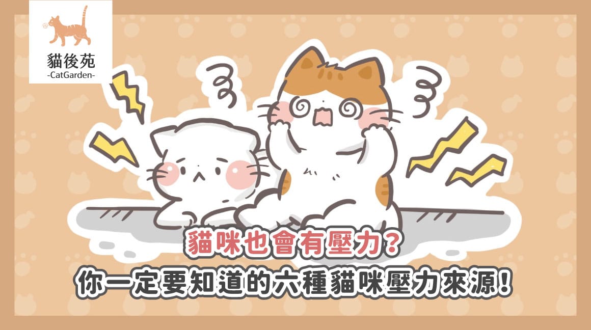 貓咪壓力大的表現｜常見警訊、原因與舒壓方法