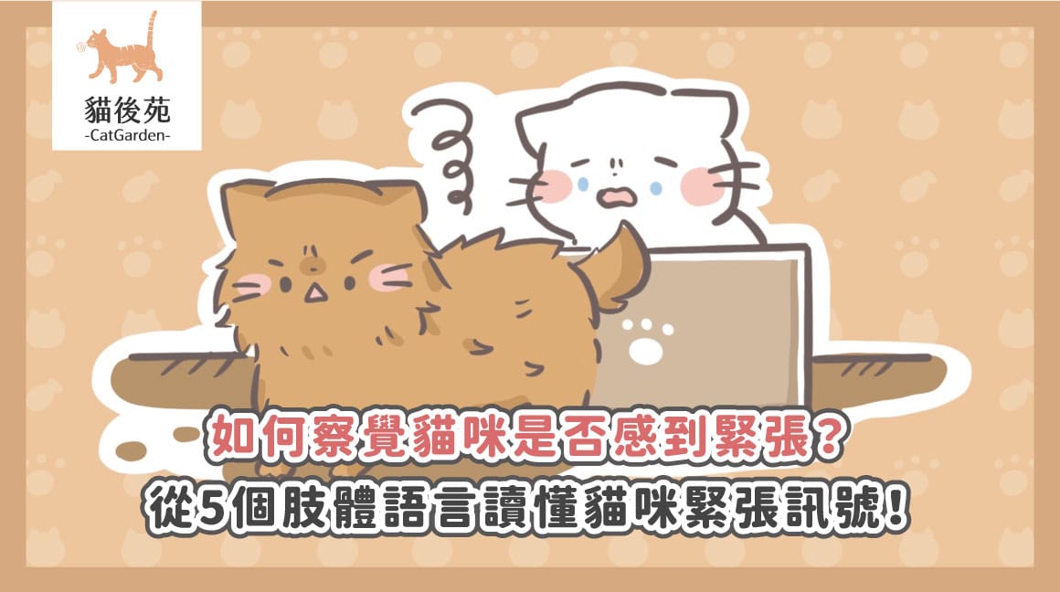 貓咪壓力大怎麼辦？5 大壓力訊號與 6 種舒壓方法