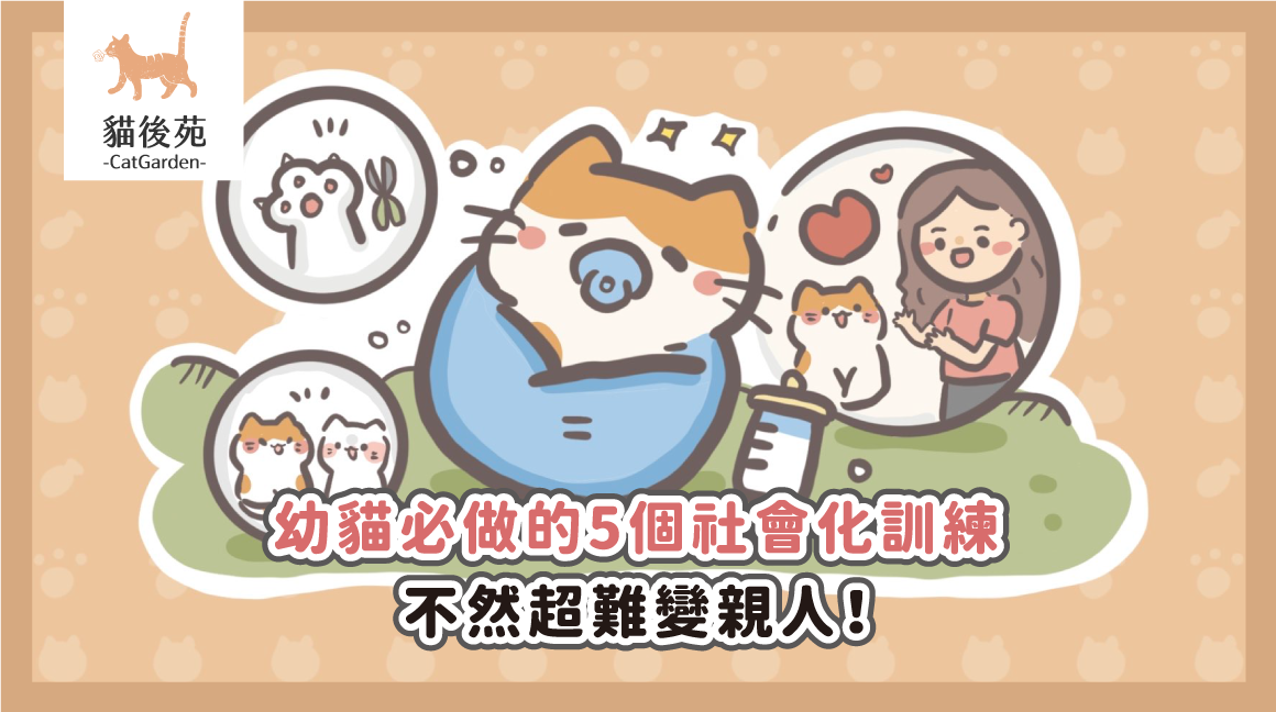 幼貓社會化指南｜5 個訓練技巧讓貓更親人不怕生