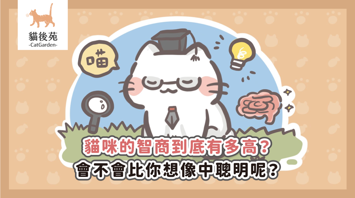 貓咪智商有多高？5 個聰明行為與互動觀察方式