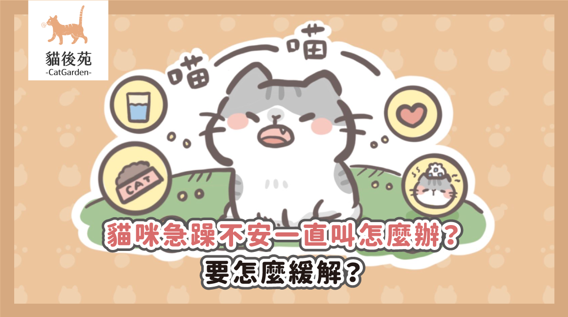 貓咪半夜一直叫，快崩潰？獸醫分析5大「貓言貓語」，讓你秒懂主子想幹嘛！