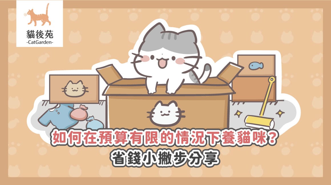 月薪三萬怎麼養貓？6大省錢妙招讓主子生活有品質