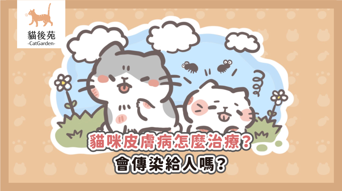 貓咪皮膚病怎麼辦？獸醫解析3大常見原因與治療，貓癬會傳染給人嗎？