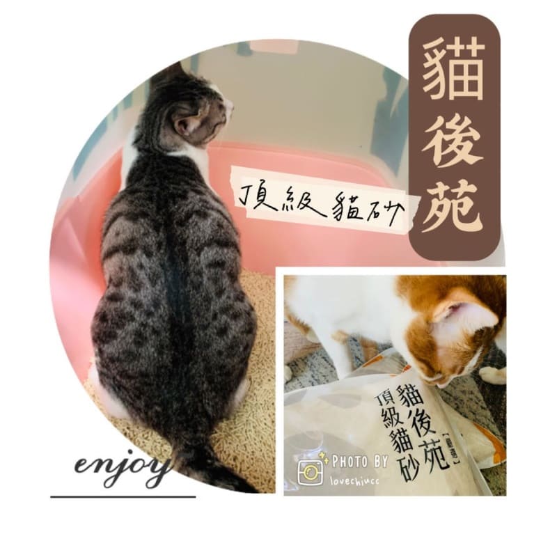 貓旅館實測豆腐砂推薦｜低粉塵、可沖馬桶與凝結力評價