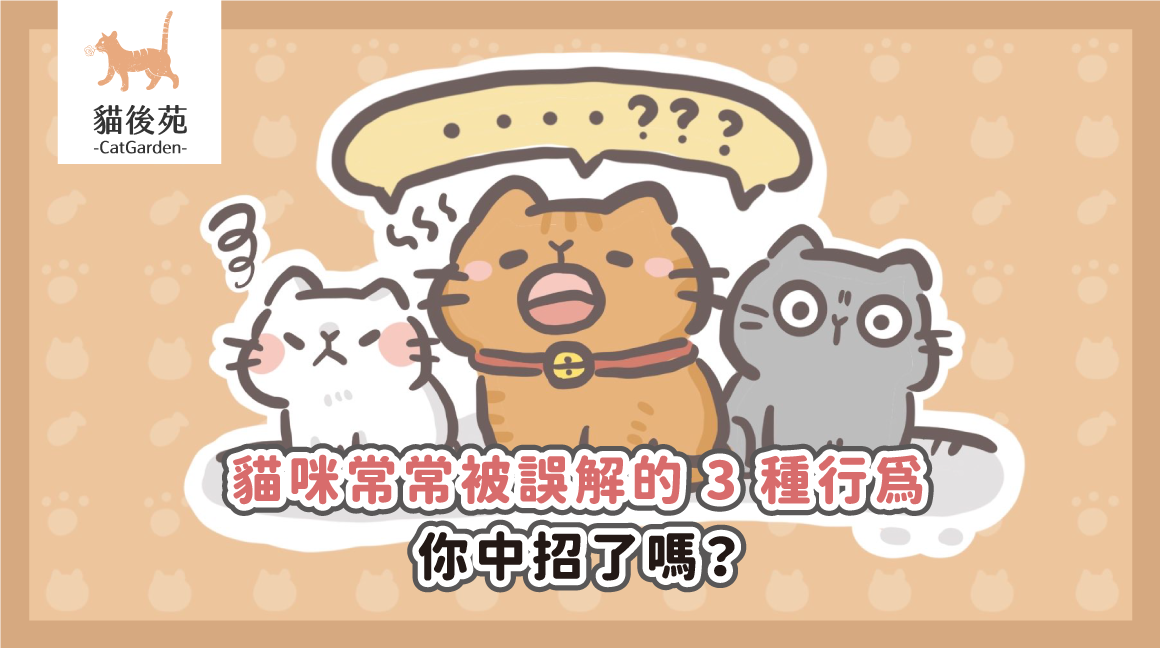 貓咪盯著你看代表什麼？3 種常見行為誤解與正確解讀