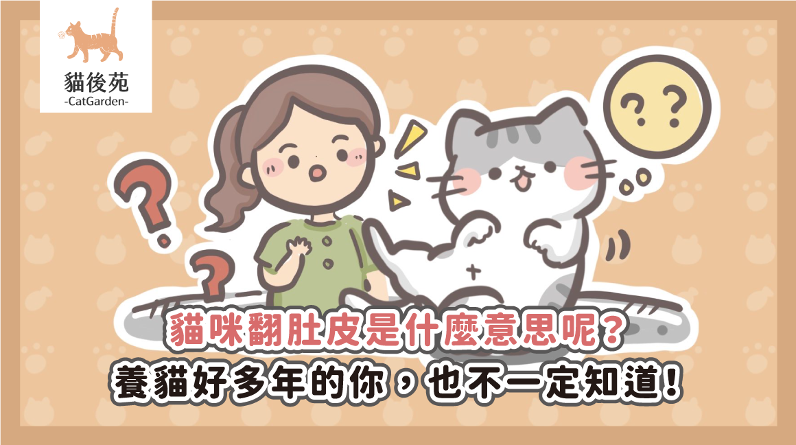 貓咪翻肚子代表什麼?4 種情境、信任訊號與互動禁忌