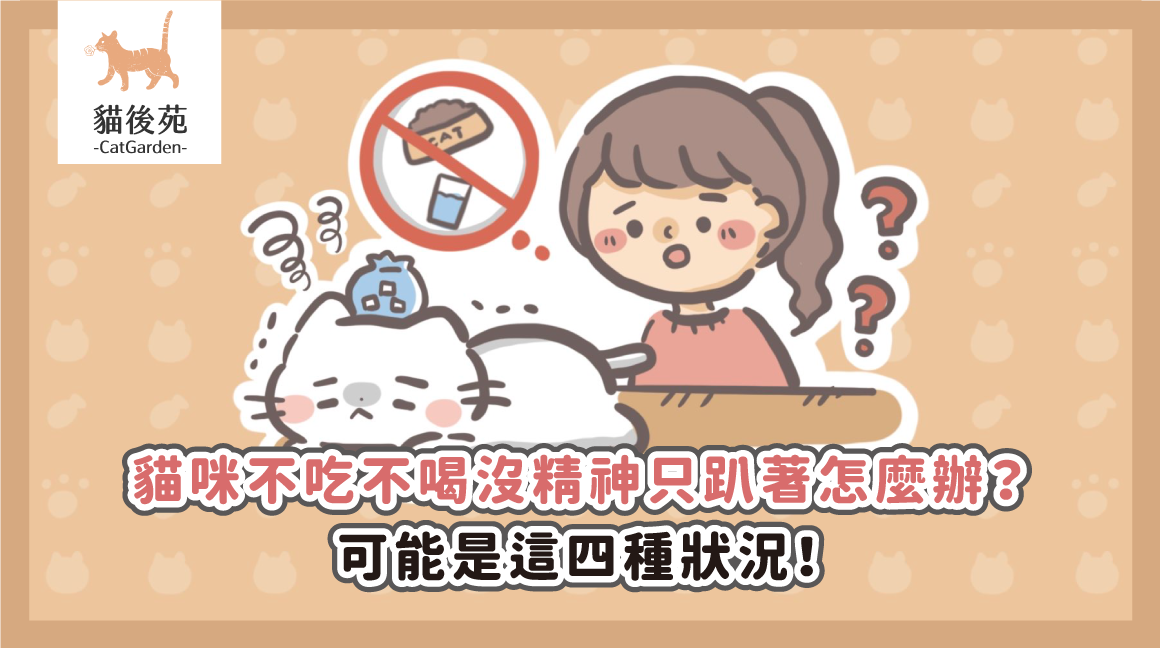 貓咪不吃不喝沒精神？黃金24小時是關鍵！獸醫警告：4大原因與緊急處理指南