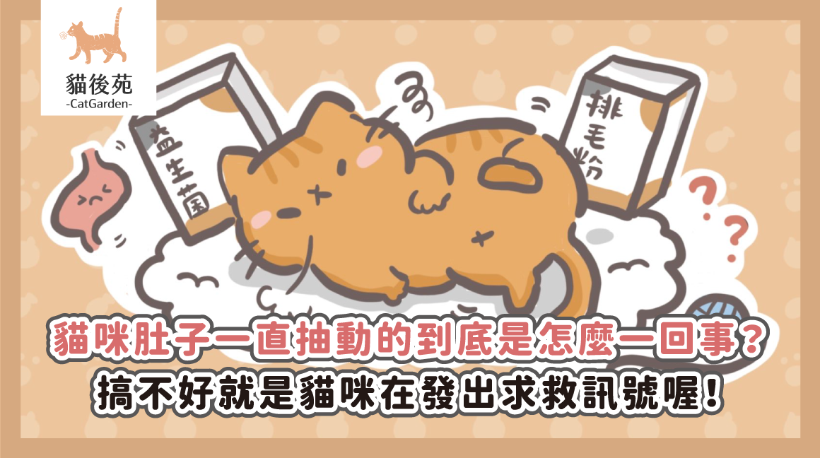 貓咪肚子一直抽動，是生病了嗎？獸醫點名3大危險警訊，一篇看懂腹式呼吸與解決辦法